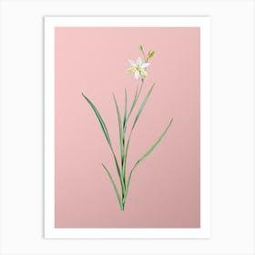 Vintage Ixia Anemonae Flora Botanical on Soft Pink n.0971 Art Print