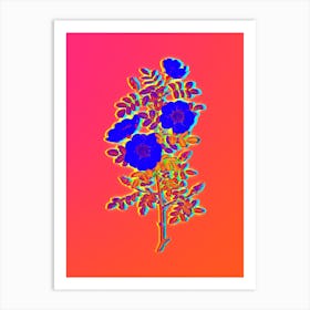 Neon White Burnet Roses Botanical in Hot Pink and Electric Blue n.0494 Art Print