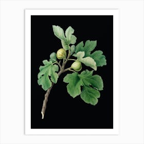 Vintage Fig Botanical Illustration on Solid Black n.0322 Art Print