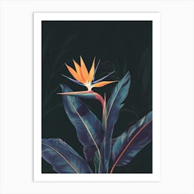 Bird Of Paradise 19 Art Print