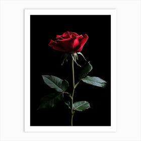 Red Rose On Black Background 74 Art Print