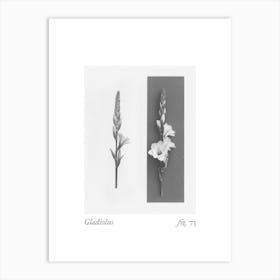 Gladiolus Botanical Collage 3 Art Print