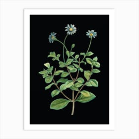 Vintage Blue Marguerite Plant Botanical Illustration on Solid Black Art Print