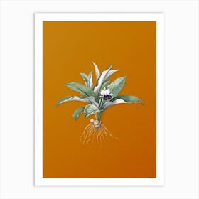 Vintage Kaempferia Angustifolia Botanical on Sunset Orange n.0803 Art Print