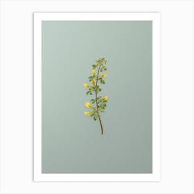 Vintage Common Cytisus Botanical Art on Mint Green n.0947 Art Print