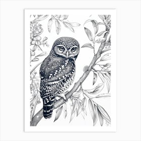 Northern Pygmy Owl Drawing 3 Art Print