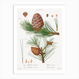 Swiss Pine, Pinus Cembra And Red Pine, Pierre Joseph Redoute Art Print