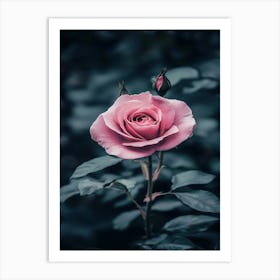 Pink Rose 26 Art Print