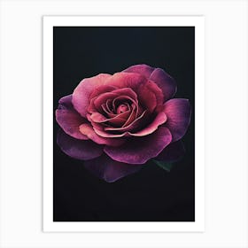 Purple Rose 2 Art Print