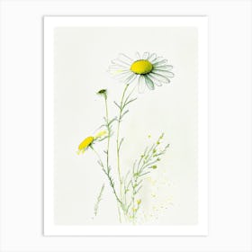 Camomile Herb Minimalist Watercolour 2 Art Print