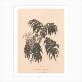 Cusso Or Banksia Abissinica (1789), James Heath Art Print