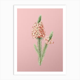 Vintage Heather Briar Root Bruyere Botanical on Soft Pink n.0330 1 Art Print