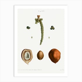 Date Palm, Pierre Joseph Redoute 2 Art Print