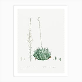 Aloe Arachnoides, Pierre Joseph Redoute Art Print