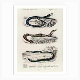 Amphisbaena Fuliginosa , Typhlops Lumbricalis (Blind Snakes), Vropeltis Philippinus (Shield Tail Snakes), Charles Dessalines D'Orbigny Art Print