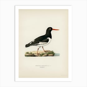 Eurasian Oystercatcher, The Von Wright Brothers Art Print