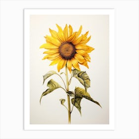 Pressed Flower Botanical Art Sunflower 1 Art Print