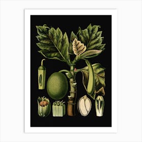 Vintage Bollmann 2 Brotfruchtbaum Art Print