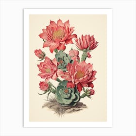 Vintage Cactus Illustration Acanthocalycium Cactus 4 Art Print