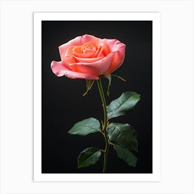 Pink Rose Isolated On Black Background 12 Affiche