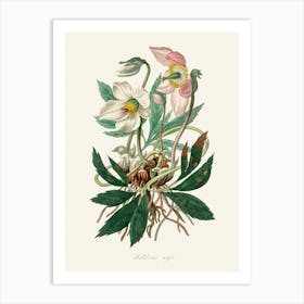 Vintage Botanical John Stephenson and James Morss Churchill Art Print_2731658 Art Print