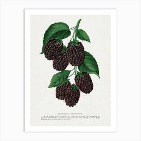 Dewberry Lithograph Art Print