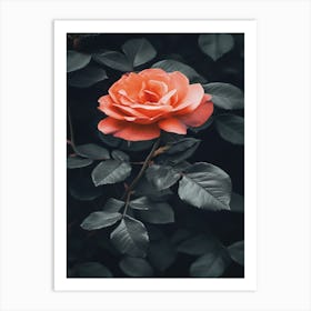 Pink Rose 71 Art Print