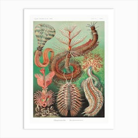 Chaetopoda–Borstenwürmer 1, Ernst Haeckel Art Print