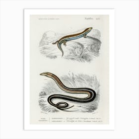 Gongylus Ocellatus And Pseudopus Pallasii, Charles Dessalines D' Orbigny Art Print