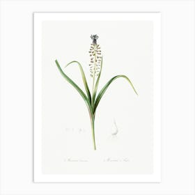 Grape Hyacinth, Pierre Joseph Redoute Art Print