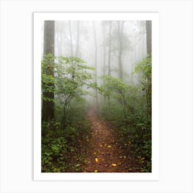 Misty Woods - Smoky Mountain National Park Art Print