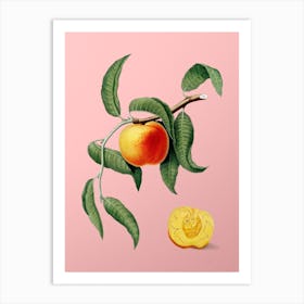 Vintage Peach Botanical on Soft Pink n.0069 Art Print