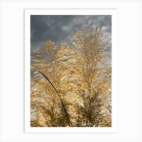 Golden pampas grass and overcast sky Art Print