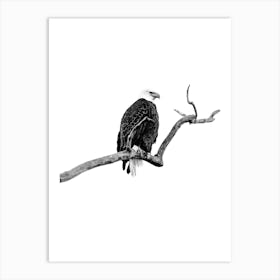 Bald Eagle Black And White Art Print Art Print