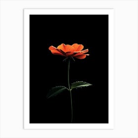 Single Orange Flower On Black Background 2 Art Print