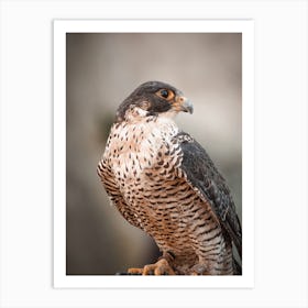 Coopers Hawk Profile Art Print