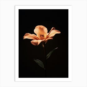 Orange Lily 10 Art Print