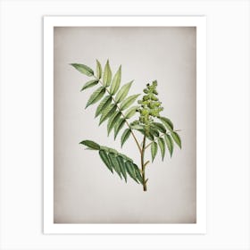 Vintage Staghorn Sumac Botanical on Parchment n.0642 Art Print