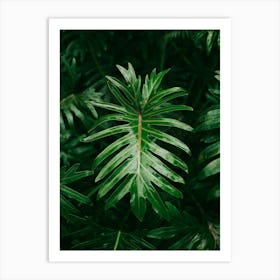 Philodendron Art Print