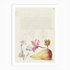 Rampion, Dittany, And Pear From Mira Calligraphiae Monumenta, Joris Hoefnagel Art Print