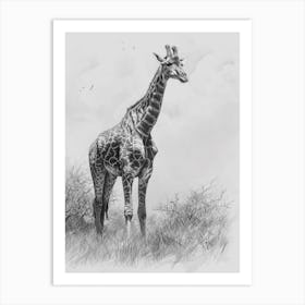 Giraffe In The Grass Pencil Drawing 1 Art Print