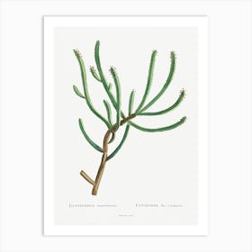 Euphorbia Canariensis, Pierre Joseph Redoute Art Print