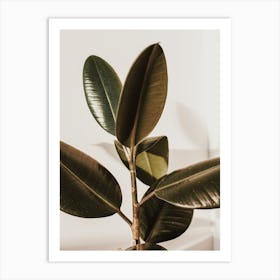 Rubber Plant Leaves Art Print