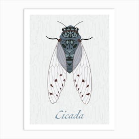 Cicada Bug Insect Australia Beetle 3 Poster