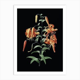 Vintage Tiger Lily Botanical Illustration on Solid Black n.0160 Art Print