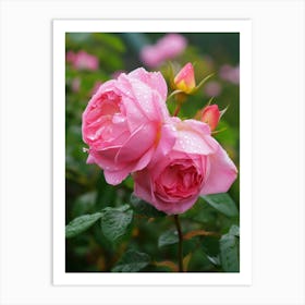 English Roses Painting Rose With Dewdrops 3 Art Print