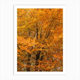 Autumn Trees In The Forest Wood Art Print