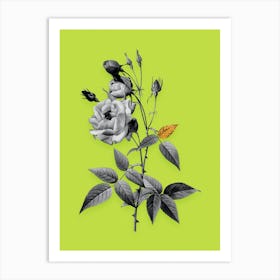 Vintage Common Rose of India Black and White Gold Leaf Floral Art on Chartreuse n.0906 Art Print