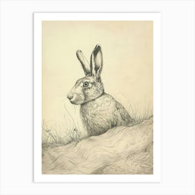 Himalayan Rabbit Drawing 3 Art Print