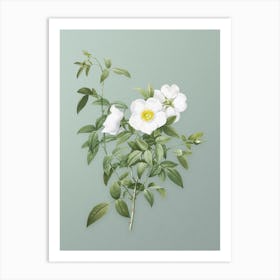 Vintage White Rose of Snow Botanical Art on Mint Green n.0502 Art Print